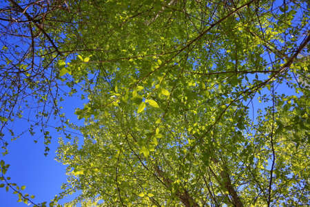 Birch twigs with the young green shining leaves hang down on blue sky background.