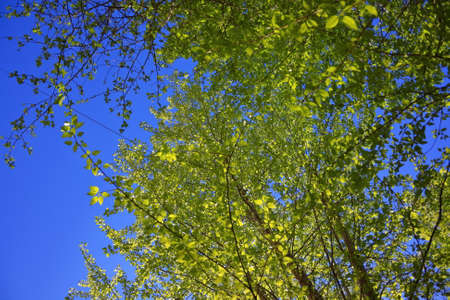 Birch twigs with the young green shining leaves hang down on blue sky background.