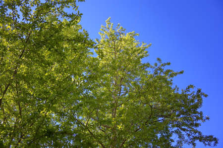 Birch twigs with the young green shining leaves hang down on blue sky background.の写真素材