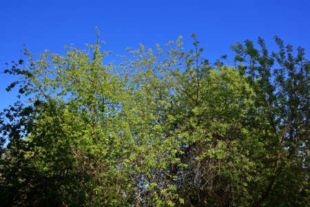 Birch twigs with the young green shining leaves hang down on blue sky background.の写真素材