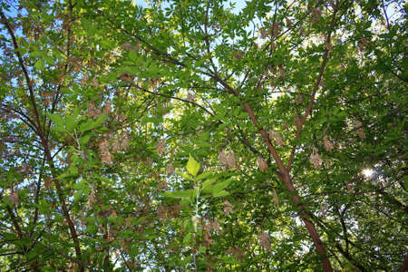 Birch twigs with the young green shining leaves hang down on blue sky background.