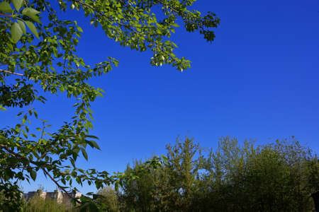 Birch twigs with the young green shining leaves hang down on blue sky background.の写真素材