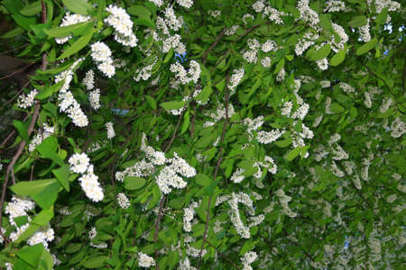 Bird-cherry tree.A branch of blossoming bird cherry against a blue clear sky in the spring.の写真素材