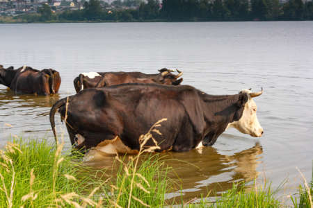 A herd of cows in a pasture in the summerの写真素材