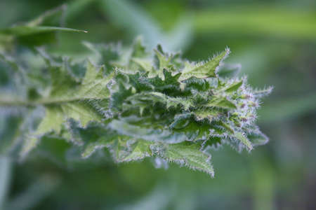 very young green grass after rain close-upの写真素材