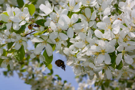 Bumblebee gathers nectar from flowers of wild apple treesの写真素材