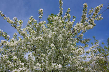 Blooming tree of a wild apple tree sunny day of springの写真素材