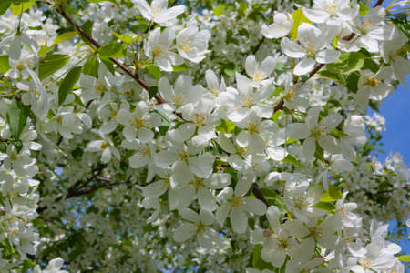 Blooming tree of a wild apple tree sunny day of springの写真素材