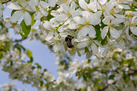 Bumblebee gathers nectar from flowers of wild apple treesの写真素材