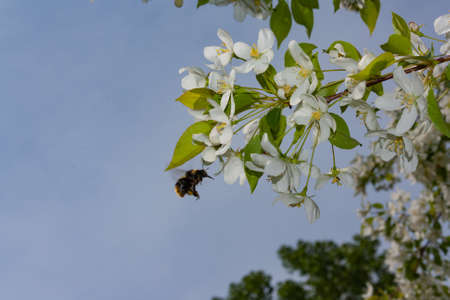 Bumblebee gathers nectar from flowers of wild apple trees