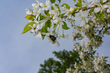 Bumblebee gathers nectar from flowers of wild apple treesの写真素材