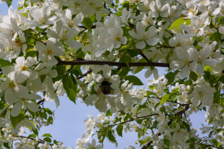 Bumblebee gathers nectar from flowers of wild apple treesの写真素材