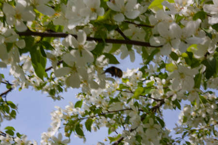 Bumblebee gathers nectar from flowers of wild apple trees