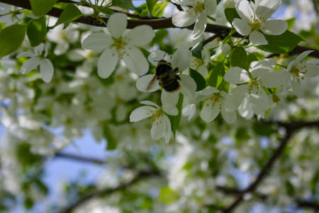 Bumblebee gathers nectar from flowers of wild apple treesの写真素材