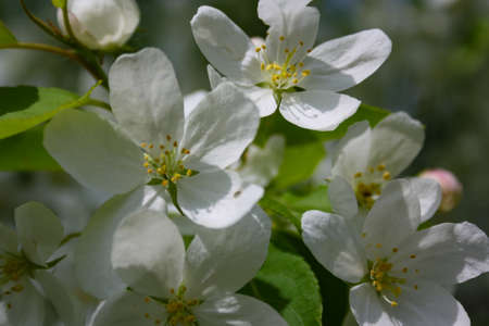 Bumblebee gathers nectar from flowers of wild apple treesの写真素材