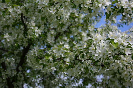 Blooming tree of a wild apple tree sunny day of spring