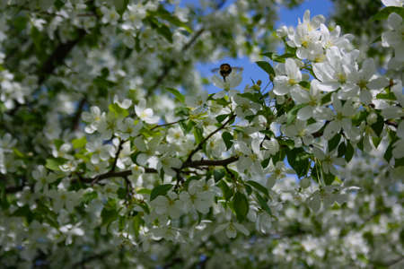 Blooming tree of a wild apple tree sunny day of springの写真素材