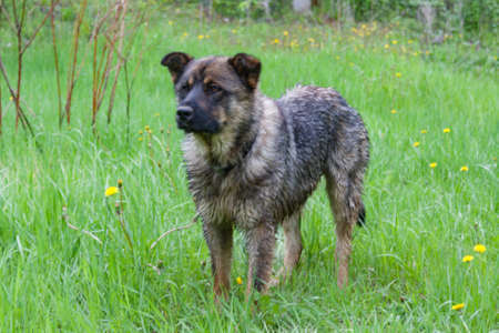 Dog mongrel on the background of green grassの写真素材