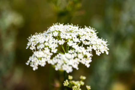 White umbrella of the blossoming goutweed. Close up. Macro.の写真素材