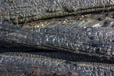 burnt wood texture. Texture of charred wood close-up