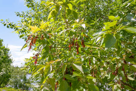 Young spring foliage on a tree against a blue sky