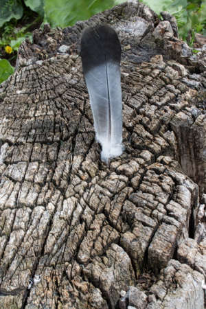 Bird feather lies on the background of a cut old stump close-upの写真素材
