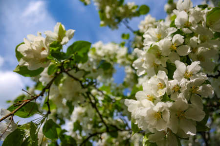 Apple trees flowers. the seed-bearing part of a plant, consisting of reproductive organs that are...
