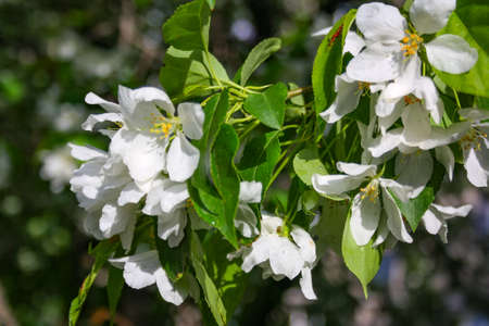 Apple trees flowers. the seed-bearing part of a plant, consisting of reproductive organs that are...