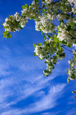 Apple trees flowers. the seed-bearing part of a plant, consisting of reproductive organs that are...
