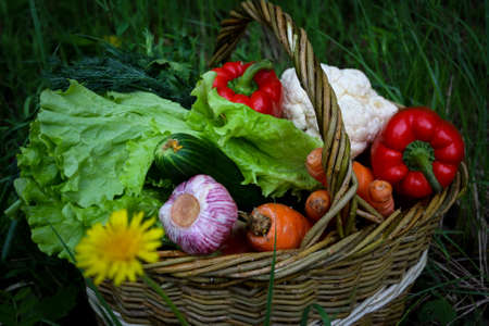 Fresh vegetables in a basket on a nature backgroundの写真素材