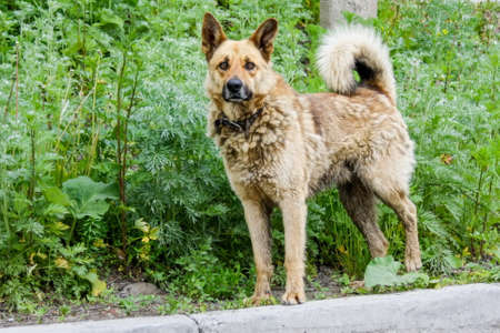 Cute brown dog with a green grass background.の写真素材