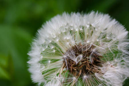 Close up of blooming yellow dandelion flowers Taraxacum officinale in garden on spring time. Detail...