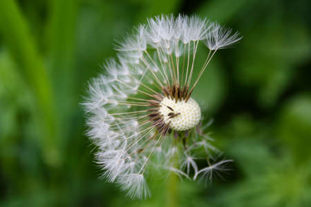 Close up of blooming yellow dandelion flowers Taraxacum officinale in garden on spring time. Detail of bright common dandelions in meadow at springtime. Used as a medical herb and food ingredientの写真素材