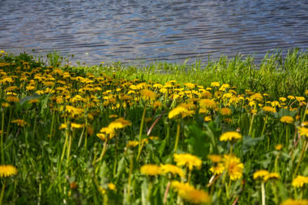 Close up of blooming yellow dandelion flowers Taraxacum officinale in garden on spring time. Detail of bright common dandelions in meadow at springtime. Used as a medical herb and food ingredientの写真素材