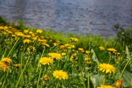 Close up of blooming yellow dandelion flowers Taraxacum officinale in garden on spring time. Detail of bright common dandelions in meadow at springtime. Used as a medical herb and food ingredientの写真素材