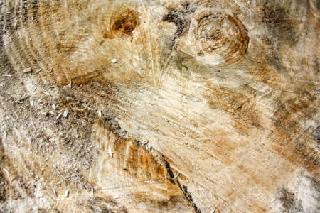 Stump - a freshly cut old tree, cut in a cut.の写真素材