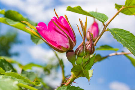 Briar flowers, A bush of a blossoming dog rose, Pink flowers of a wild rose, Hipshopの写真素材