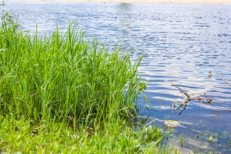 The river bank is a sunny summer day