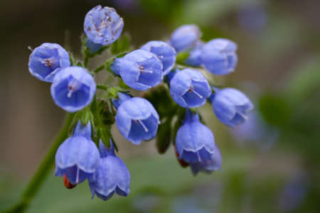 Fresh wild bluebells in a forest in the spring as the blooms start to blossomの写真素材