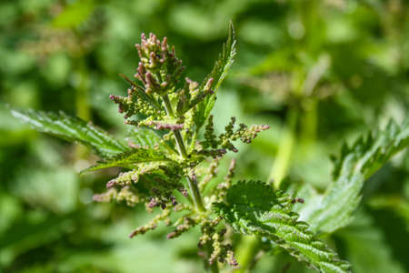 Young shoots of nettle. Natural green grass background. Green burning grass.の写真素材