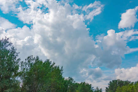 Branches of trees against the blue sky and beautiful imagesの写真素材