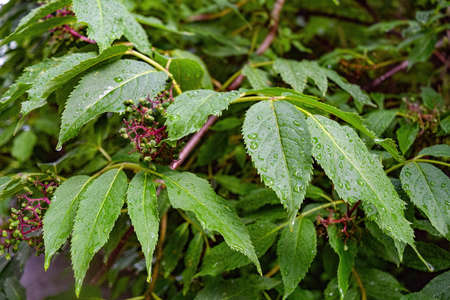 Beautiful rain drops on green leaves after rain, Natural green plants using as Background or Wallpaper.の写真素材
