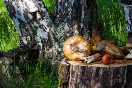 Still life of boletus mushrooms on a tree stump in the forestの写真素材