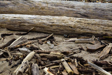 Sandy shore seashells and wood close-up backgroundの写真素材
