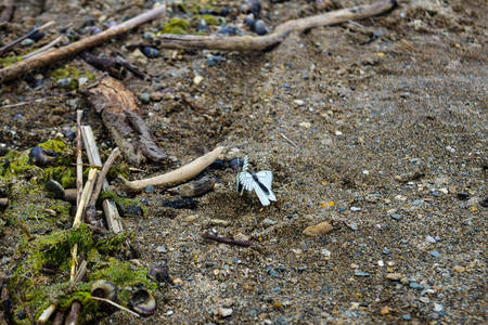 Sandy shore seashells and wood close-up backgroundの写真素材