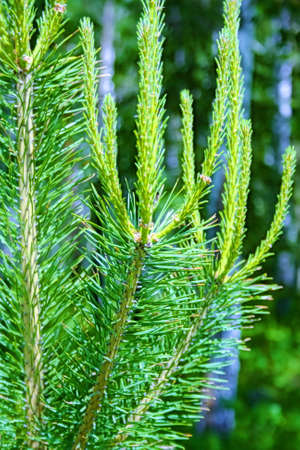 Background of green young coniferous twig close-up