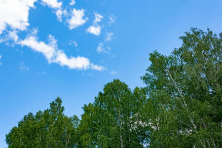 Branch of forest trees against the blue summer skyの写真素材
