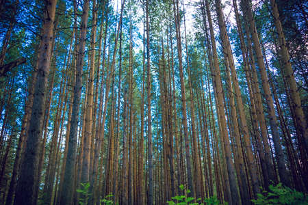 Green forest background in a sunny day
