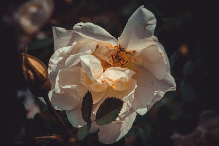 White flowers of a tea rose close-up of a beautiful dark backgroundの写真素材
