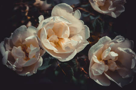 White flowers of a tea rose close-up of a beautiful dark background